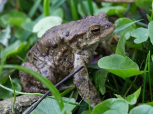 Bufo bufo - Common Toad - Vanlig padda