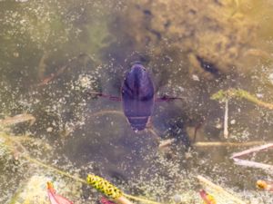 Dytiscidae - Predaceous Diving Beetles - Dykare