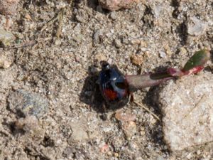 Histeridae - Clown Beetles - Stumpbaggar