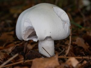 Agaricus sylvicola - Wood Mushroom - Knölchampinjon
