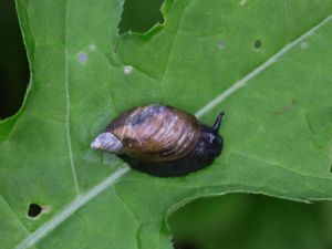 Oxyloma elegans - Pfeiffer's Amber Snail - Mindre bärnstenssnäcka