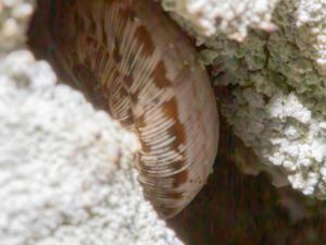 Xeroplexa intersecta - Wrinkled Snail - Större kalksnäcka