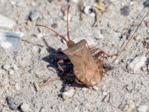 Coreus marginatus - Dock Bug