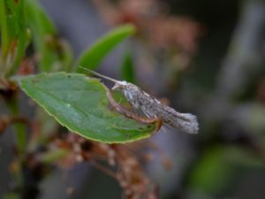 Plutellidae - Diamondback Moths - Senapsmalar
