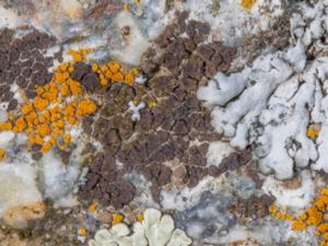 Acarospora veronensis - Liten brunspricklav