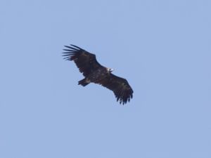 Aegypius monachus - Eurasian Black Vulture - Grågam