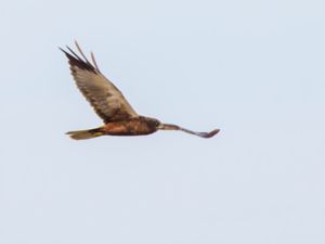 Circus aeruginosus - Western Marsh Harrier - Brun kärrhök
