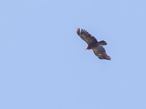 Clanga pomarina - Lesser Spotted Eagle - Mindre skrikörn