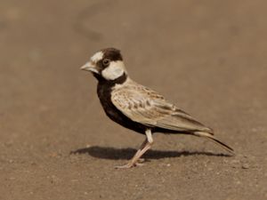 Eremopterix nigriceps - Black-crowned Sparrow-lark - Svartkronad finklärka
