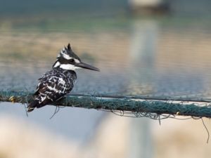 Ceryle rudis - Pied Kingfisher - Gråfiskare