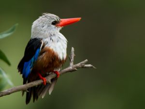 Halcyon leucocephala - Grey-headed Kingfisher - Gråhuvad kungsfiskare