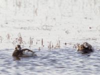 Clangula hyemalis ad male et female Freshwater Lake, Barrow, Alaska, USA 20140630_0719
