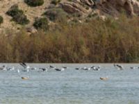 Tadorna ferruginea et Larus fuscus Oued Tamri River Mouth, Tamri, Morocco 20180225_0218