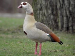 Alopochen aegyptiaca - Egyptian Goose - Nilgås