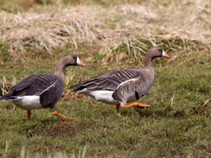 Anser albifrons - Greater White-fronted Goose - Bläsgås