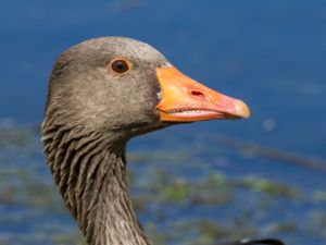 Anser anser - Greylag Goose - Grågås