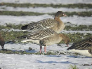 Anser brachyrhynchus- Pink-footed Goose - Spetsbergsgås