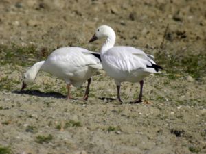 Anser caerulescens - Snow Goose - Snögås