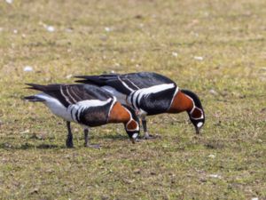 Branta ruficollis - Red-breasted Goose - Rödhalsad gås