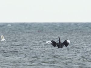 Cygnus atratus - Black Swan - Svart svan