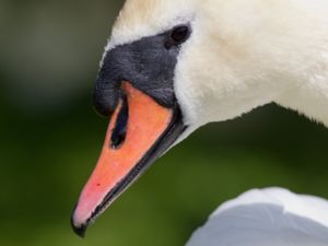 Cygnus olor - Mute Swan - Knölsvan