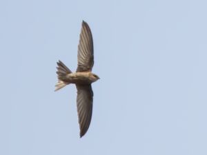 Apus alexandri - Cape Verde Swift - Kapverdeseglare