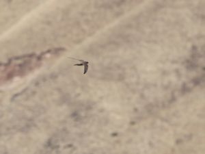 Apus melba - Alpine Swift - Alpseglare