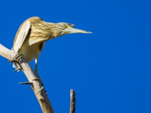 Ardeola ralloides - Squacco Heron - Rallhäger