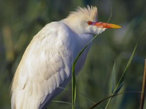 Bubulcus ibis - Cattle Egret - Kohäger