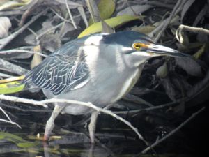 Butorides striata - Striated Heron - Mangrovehäger