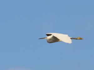 Egretta garzetta - Little Egret - Silkeshäger
