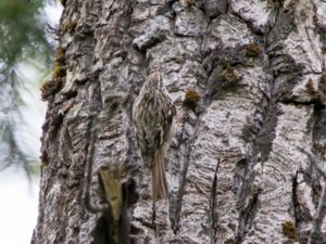 Certhia americana - Brown Treecreeper - Amerikansk trädkrypare