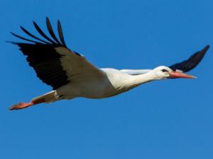 Ciconia ciconia - White Stork - Vit stork