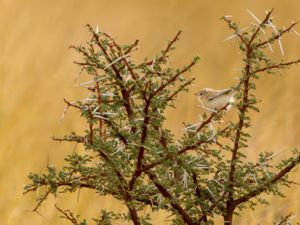 Spiloptila clamans - Cricket Warbler - Sahelsångare