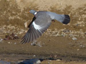 Columba palumbus - Common Wood Pigeon - Ringduva