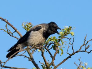 Corvus cornix - Hooded Crow - Gråkråka