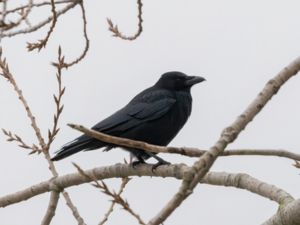 Corvus corone - Carrion Crow - Svartkråka