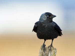 Corvus monedula - Western Jackdaw - Kaja