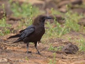 Corvus ruficollis - Brown-necked Raven - Ökenkorp
