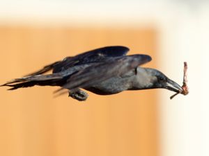 Corvus splendens - House Crow - Huskråka