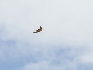 Falco biarmicus - Lanner Falcon - Slagfalk