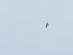 Falco cherrug - Saker Falcon - Tatarfalk
