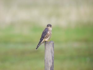 Falco columbarius - Merlin - Stenfalk