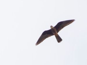 Falco eleonorae - Eleonora's Falcon - Eleonorafalk