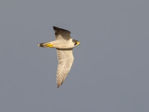Falco peregrinus - Peregrine Falcon - Pilgrimsfalk