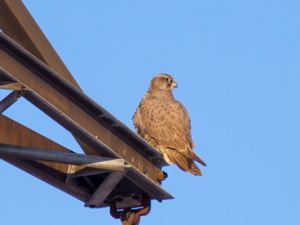 Falco rusticolus - Gyr Falcon - Jaktfalk