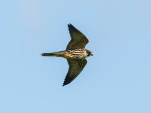 Falco subbuteo - Eurasian Hobby - Lärkfalk