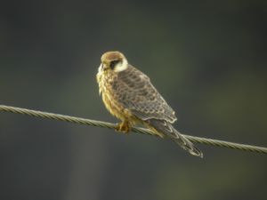 Falco vespertinus - Red-footed Falcon - Aftonfalk