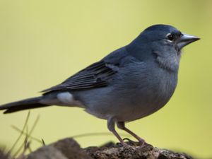 Fringilla teydea - Blue Chaffinch - Blåfink