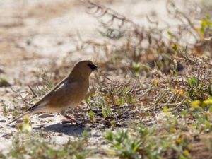 Rhodospiza obsoleta - Desert Finch - Ökenfink